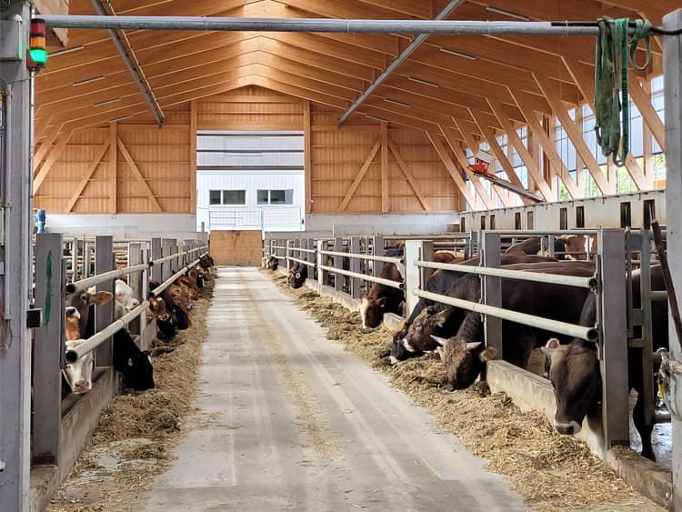 Der Rinderstall ist mit hochmoderner Technik ausgestattet
