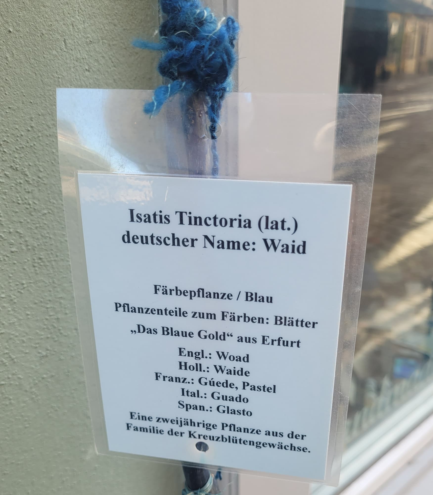 Mit dem Waid wird das berühmte Erfurter Blau gefärbt.